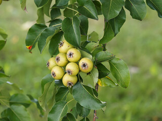 European wild pear tree - Pyrus pyraster - with hanging branches covered with small globose pears