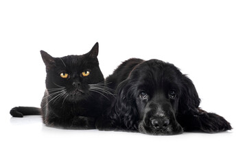 English Cocker Spaniel and cat