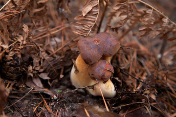 Close up view of several Imleria Badia or Boletus Badius commonly known as the Bay Bolete growing in pine tree forest..