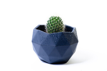 cactus pot with water drops