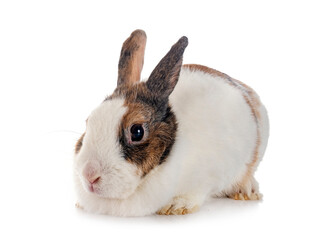 rex rabbit in studio