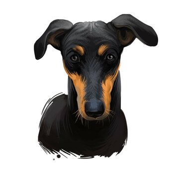Kanni, Maiden's Beastmaster, Chippiparai dog digital art illustration isolated on white background. South India origin scenthound dog. Pet hand drawn portrait. Graphic clip art design for web print.