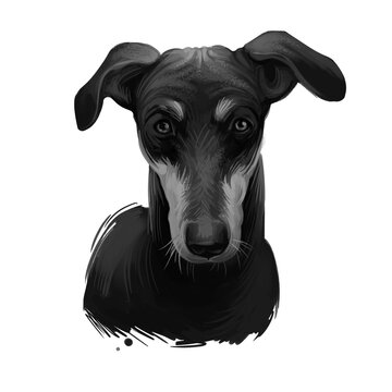 Kanni, Maiden's Beastmaster, Chippiparai dog digital art illustration isolated on white background. South India origin scenthound dog. Pet hand drawn portrait. Graphic clip art design for web print.