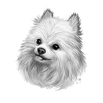 Japanese Spitz dog digital art illustration isolated on white background. Japan origin utility non-sporting northern breed dog. Pet hand drawn portrait. Graphic clip art design for web print
