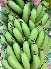 bunch of bananas unripe