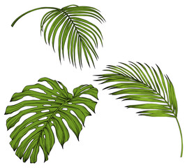 Tropical leaves isolated on white. Hand drawn png illustration.
