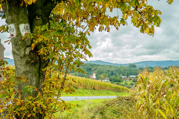Drzewo kasztanowca jesienią w g&oacute;rach
