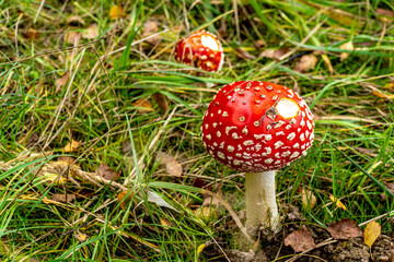 muchomor czerwony, trujący grzyb leśny © Franciszek