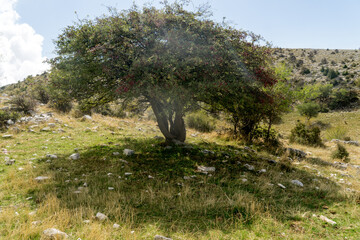 Nature in Karaburun Peninsula, Albania