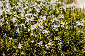 Nature in Karaburun Peninsula, Albania
