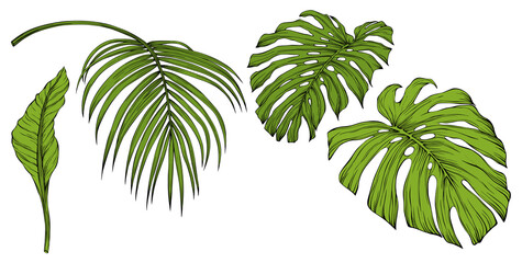 Fototapeta na wymiar Tropical leaves isolated on white. Hand drawn png illustration. 