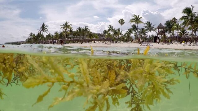 algue sargasse antilles caraibe