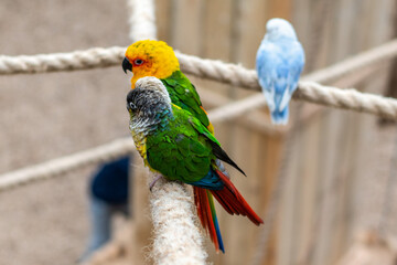 Papugarium Carmen © Marcin