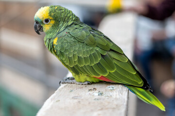 Papugarium Carmen © Marcin