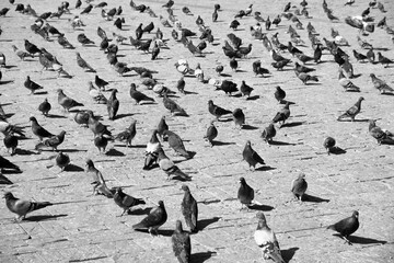 Decenas de palomas en una plaza