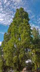 stunning trees with blue sky in the background