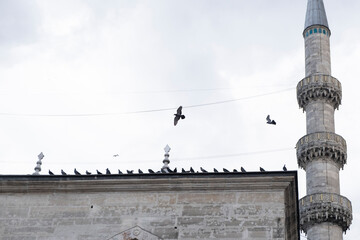 Pájaros encima de la mezquita
