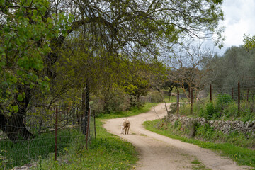 corderito y oveja marchan por sendero de tierra de una dehesa Española en un día nublado