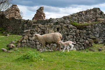 Newborn lamb trots behind its mother sheep