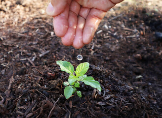 Hand watering young baby plants