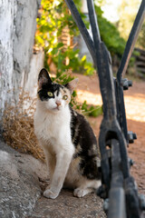 gato mira con recelo escondido detrás de una estructura metalica en una granja