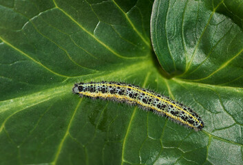 Cabbage butterfly larva