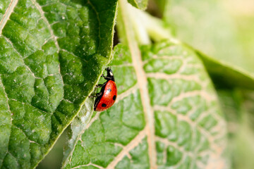 mariquita de perfil sobre hoja de acelga en la huerta