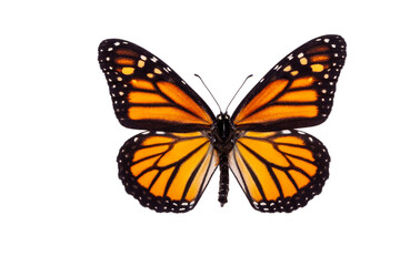 butterfly isolated on white background