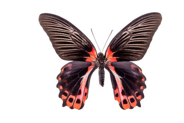 butterfly isolated on white background