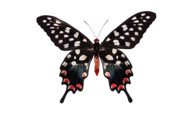 butterfly isolated on white background