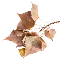 Autumn, withered poplar leaves hanging on one branch.