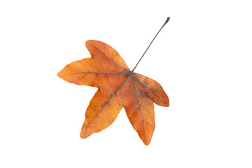 Autumn season dry brown maple leaf isolated transparent png.