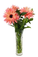 Poster Bouquet of coral fluffy gerbera flowers and green ruscus leaves in a glass vase isolated © Ortis
