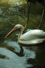 white pelican