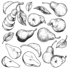 Vector collection of pear illustrations. Hand-drawn sketches of fruits and leaves. Vintage style engraving