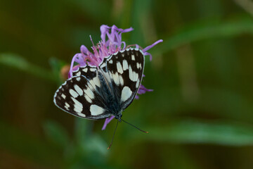 Schachbrett oder Damenbrett (Melanargia galathea) Falter , Männchen	