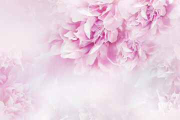 Pink flowers are peonies and petals of peonies.   Floral  background.   Flowers and petals.  Nature.