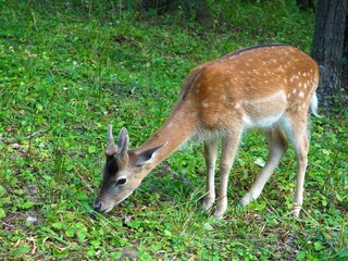 Naklejka na ściany i meble Baby deer feeding in a field. Cute spotted doe. Selective focus.