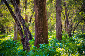 Fototapeta premium Beautiful huge Tuart Trees. One of a kind in the world. A number of Tuart forests stretch along this part of the coast line. near Capel WA.