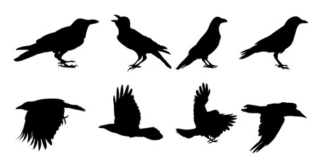 Set of raven bird silhouette - Raven bird vector illustration on with background
