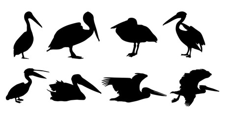 Set of raven bird silhouette - Raven bird vector illustration on with background