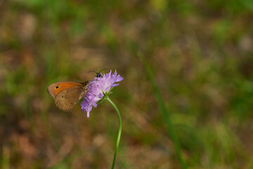 Großes Ochsenauge (Maniola jurtina)  © Karin Jähne
