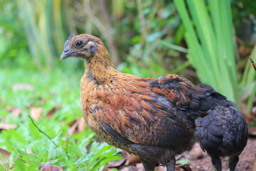 Two chickens are walking in the meadow