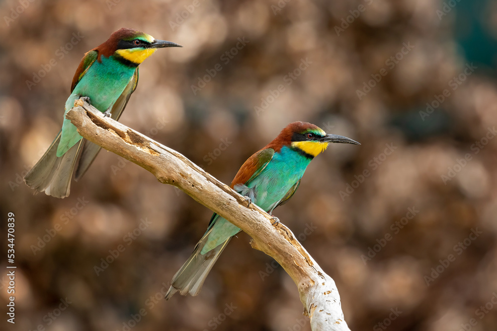 Sticker European bee=eaters