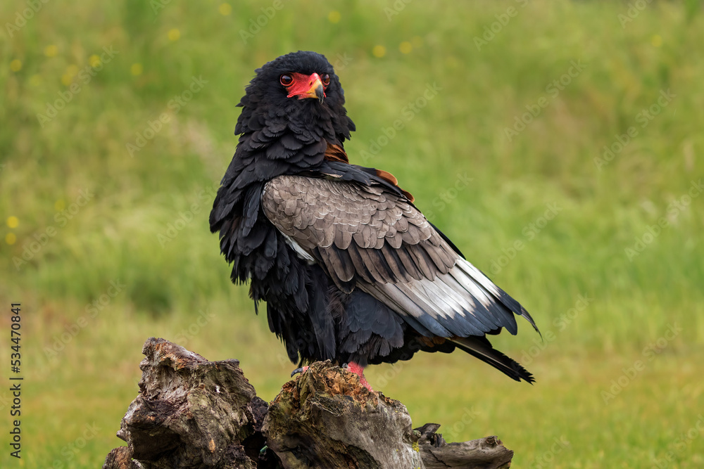 Poster bateleur eagle