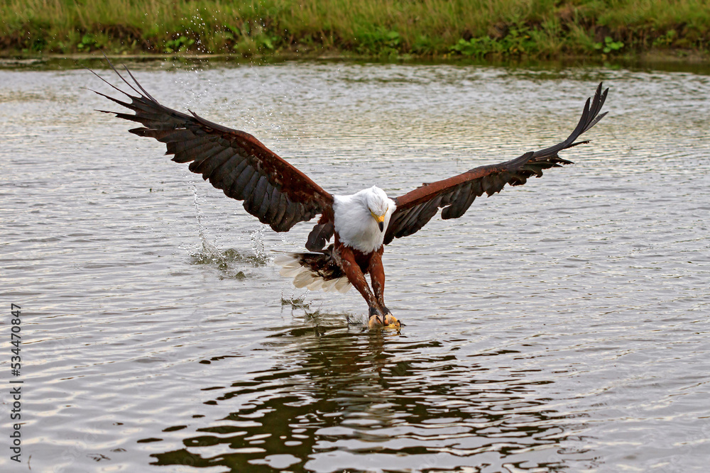 Sticker african fish eagle