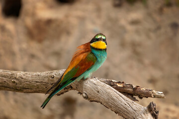 european bee-eater