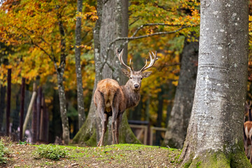 red deer