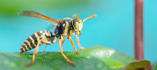 The wasp is sitting on green leaves. The dangerous yellow-and-black striped common Wasp sits on leaves - Powered by Adobe