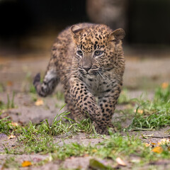 baby sri lankan leopard